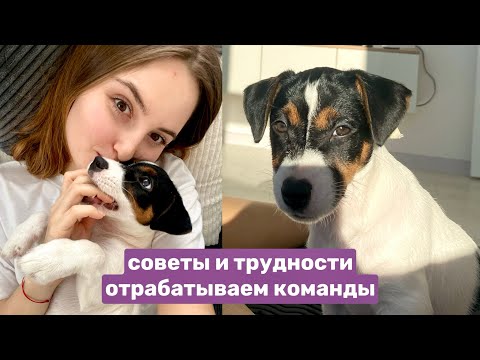 Видео: мой день дома С ЩЕНКОМ🐶 Джек-Рассел-терьер 2,5 месяца