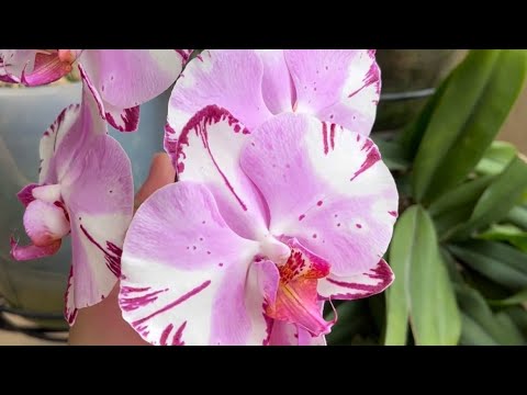 Видео: ПОЛИВАЮ ОРХИДЕИ ТАЛОЙ ВОДОЙ с "ВКУСНЯШКАМИ"🌸🌼🌺