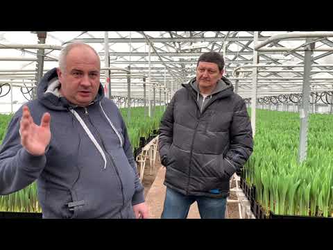 Видео: Тепличный бизнес: выгонка тюльпанов на 8 Марта. Санкт-Петербург, часть 1.