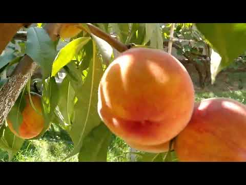 Видео: ПІзній персик ФФ ПФ 24007. Обзор ,дегустація.