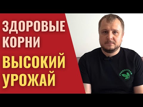 Видео: Здоровые корни — ключ к получению высокого и стабильного урожая