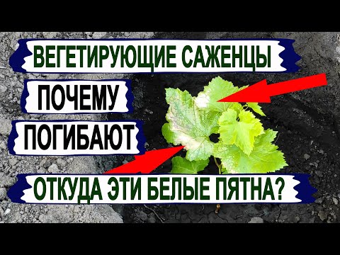Видео: 🍇 Вот из-за ЭТОГО ПОГИБАЮТ ВЕГЕТИРУЮЩИЕ САЖЕНЦЫ винограда после пересадки в открытый грунт.