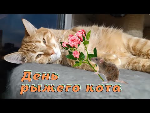 Видео: День рыжего кота.