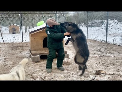 Видео: Волки в Деле 😱‼️ Нападение ВОЛКА на человека.