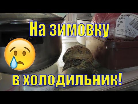 Видео: Как подготовить черепаху к спячке/ Спячка у черепах
