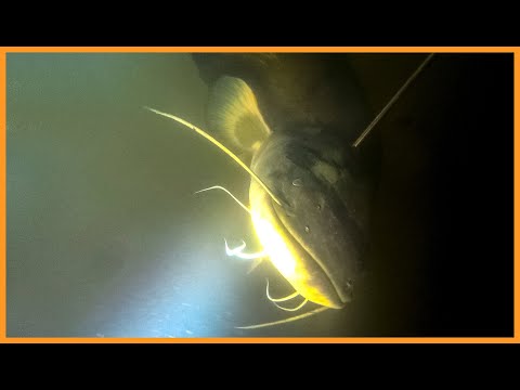 Видео: СОМ САМ МЕНЕ ЗНАЙШОВ | ПІДВОДНЕ ПОЛЮВАННЯ 2025