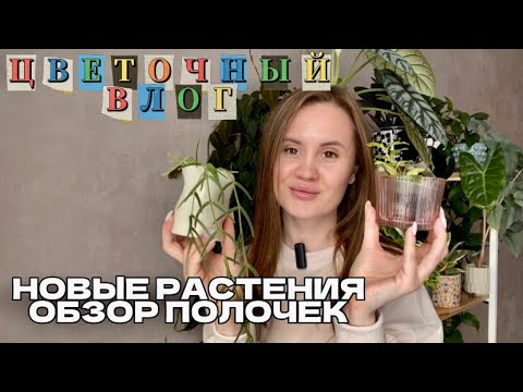 Видео: Цветочный влог: новые растения, обзор полочек
