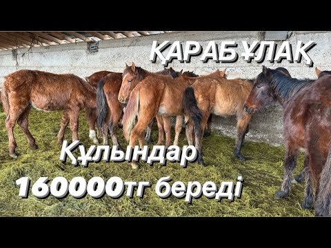 Видео: Жабағылар 200000тг +77057896007 Қарабұлақ 31.01.24