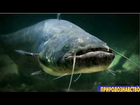 Видео: Навколишній світ,  1 клас, ІІІч., с. 31-33.  Світ прісних водойм