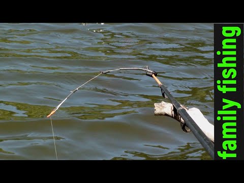 Видео: Ловля карпа на боковой кивок в корягах летом.2022#familyfishing#Рыбалка#рыбалкакивок#