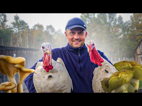 Видео: Солнечный день на черничном хуторе .С кошкой за грибами глубоко в лес .