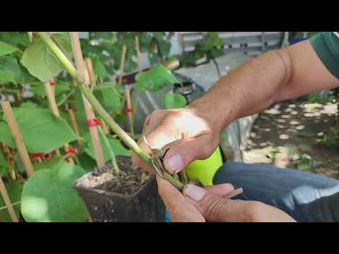 Видео: Техніка щеплення ківі