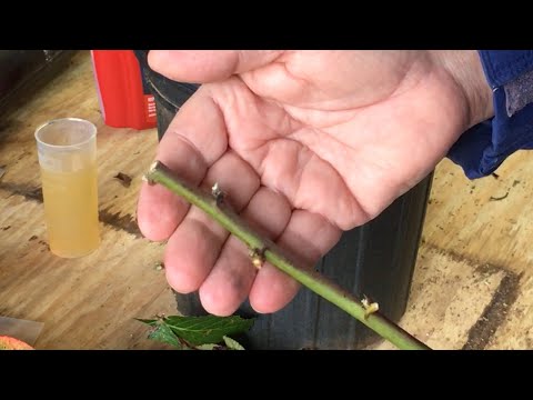 Видео: РАЗМНОЖЕНИЕ ПО-СТАРИННОМУ - УКОРЕНЕНИЕ ЧЕРЕНКОВ ЕЖЕВИКИ - БЕСПЛАТНЫЕ РАСТЕНИЯ