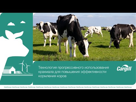 Видео: Технология прогрессивного использования крахмала для повышения эффективности кормления коров 1