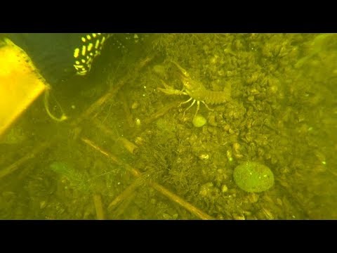 Видео: Подводная охота на раков. Ловля раков. Как ловить раков под водой