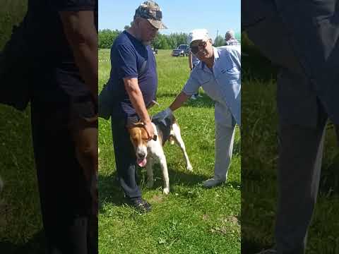 Видео: 57-я Чувашская Региональная выставка охотничьих собак. 31 мая 2025 г.