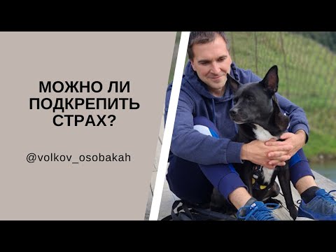 Видео: Что делать когда СОБАКА БОИТСЯ? Нужно ли брать собаку на руки, когда ей страшно? Страхи у собак.