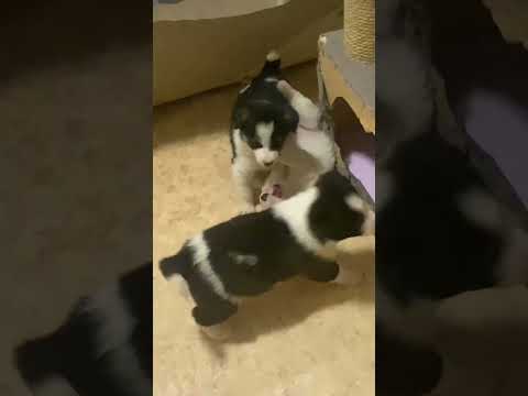 Видео: Щенята маленькие борцы!Приют ДРУГ ЖИВИ.Г.ОМСК