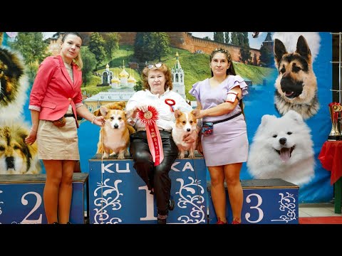 Видео: VLOG: ВЫСТАВКА СОБАК САС ЧФ НИЖНИЙ НОВГОРОД| Вельш корги пемброк |как прошла наша выставка 😉