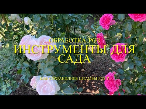 Видео: Розы. Как сохранились штамбы после зимовки? Мои покупки для сада. Ответы на вопросы.🌹🌹🌹