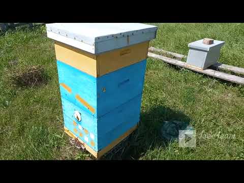 Видео: Итальянская порода пчел Кордован F1 на моей пасеке.