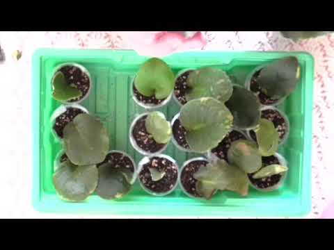 Видео: Размножение фиалки черенками.(часть 2)