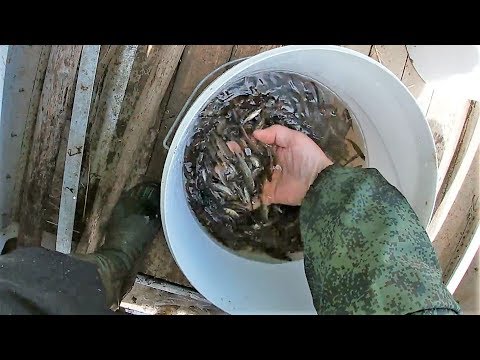 Видео: КАК ПОЙМАТЬ ЖИВЦА \ СНЯТИЕ ЛОВУШЕК \ ЕСТЬ ЗАПАС