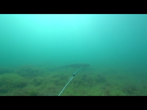 Видео: ПО.Есть прозрак, есть контакт !