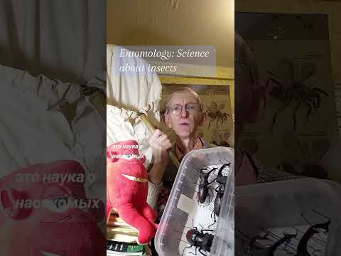 Видео: НАСЕКОМЫЕ ЯПОНИИ В КОЛЛЕКЦИИ, ПРО ШИПОВНИК И ОТКРЫТИЕ НОВЫХ ДЛЯ НАУКИ ВИДОВ НАСЕКОМЫХ. ЭНТОМОЛОГИЯ.