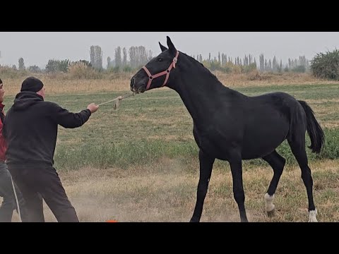 Видео: Мына үч тай ээнчи бап🔥22 октября 2025 г.
