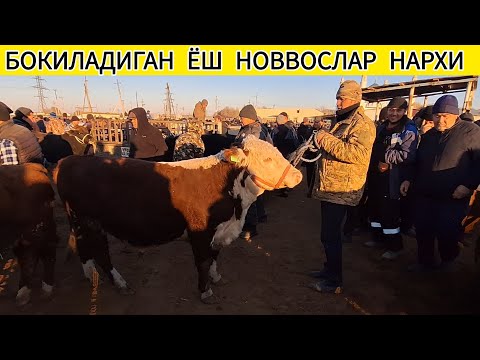 Видео: БОКИЛАДИГАН ЁШ ХУКИЗЛАР АНИК НАРХЛАРИ ХОРАЗМ БОГОТ МОЛ БОЗОРИ 12 НОЯБРЯ 2025-ЙИЛ 