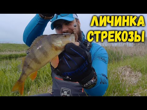 Видео: Как ловить на "ЛИЧИНКУ СТРЕКОЗЫ". Проводка для ПАССИВНЫХ приманок.