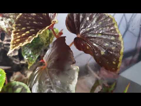 Видео: Мой флорариум. Опять изменения