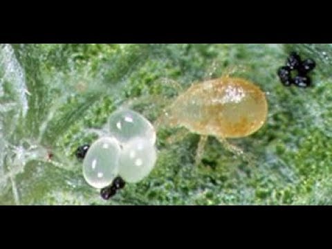 Видео: ОТКУДА БЕРЕТСЯ КЛЕЩ НА ФИАЛКАХ ? Поражение цикламеновым клещом .