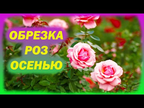 Видео: РОЗЫ не вымерзнут зимой после такой обрезки. Когда обрезать розы осенью. Как обрезать розы осенью.