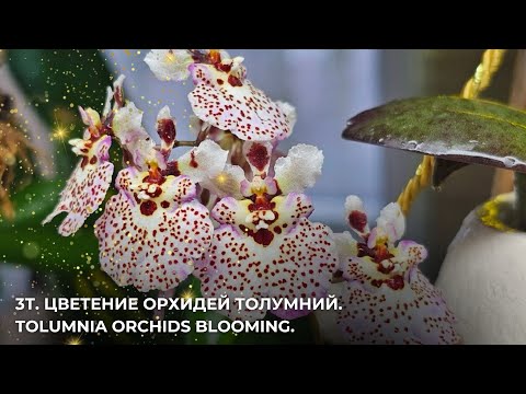 Видео: 3Т. Цветение орхидей Толумний.Tolumnia orchids blooming.