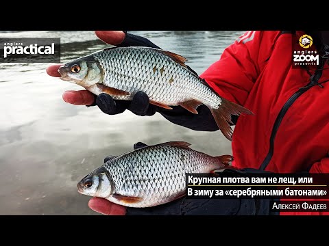 Видео: Крупная плотва вам не лещ, или В зиму за «серебряными батонами». Алексей Фадеев. Anglers Practical