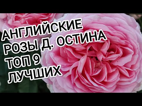 Видео: АНГЛИЙСКИЕ РОЗЫ Д. ОСТИНА.    ТОП 9 ЛУЧШИХ СОРТОВ. ч.2