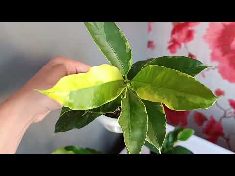Видео: Хойя мультифлора. Сорта. Hoya Multiflora.