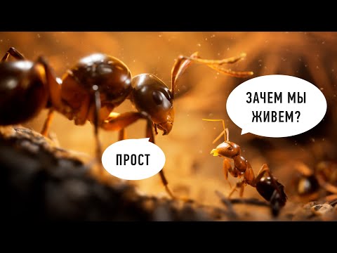 Видео: Добываем шишку в Empire of the Ants