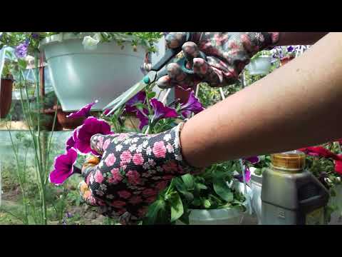 Видео: 21.05.2019.Что сделать с петунией после покупки .