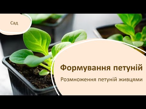 Видео: РІЖЕМО - НЕ ЖАЛКУЄМО. Розмноження петуній живцями
