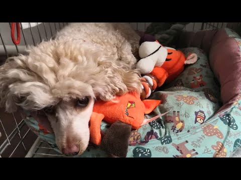 Видео: Ложная беременность у собак. Что делать?!