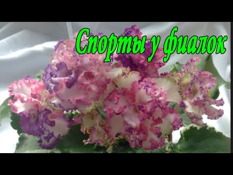 Видео: Спорты у фиалок