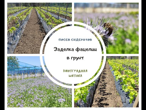 Видео: Заделываю фацелии в грунт, сажаю фацелию с горчицей. Немного виноградной школке