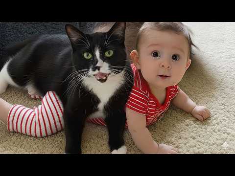 Видео: Когда ваши кошки становятся самыми милыми маленькими охранниками на свете❤️