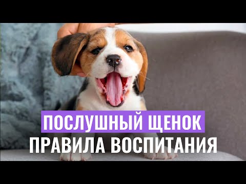 Видео: ЩЕНОК В ДОМЕ: Как правильно воспитывать щенка и избежать проблем в его поведении?