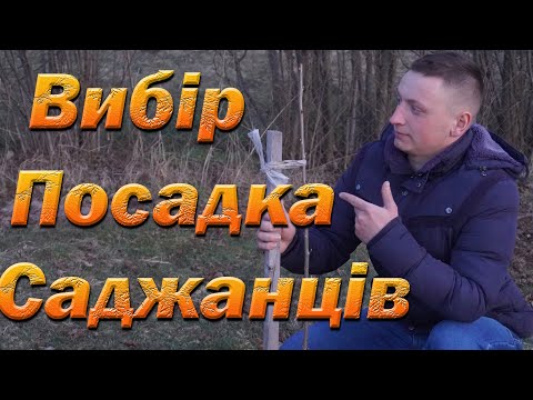Видео: Выбор и посадка саженцев! Как выбрать и посадить саженцы весной.