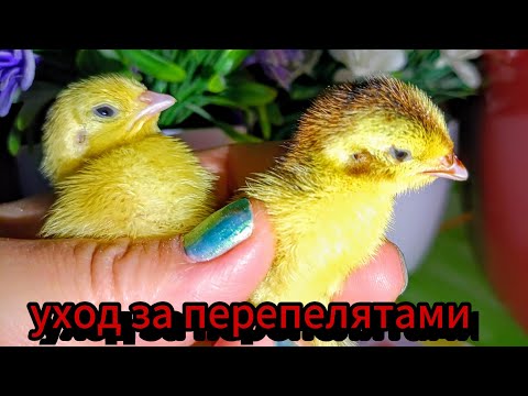 Видео: Как ухаживать за перепелятами в домашних условиях в первые дни жизни 🐥🐤🐣