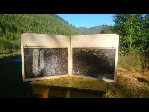 Видео: Результати обльоту (близьке схрещування)🐝